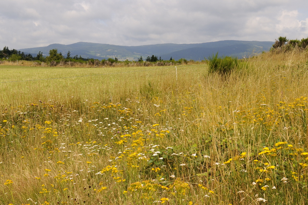 Fleurs d'orage