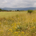 Fleurs d'orage