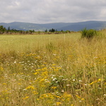 Fleurs d'orage