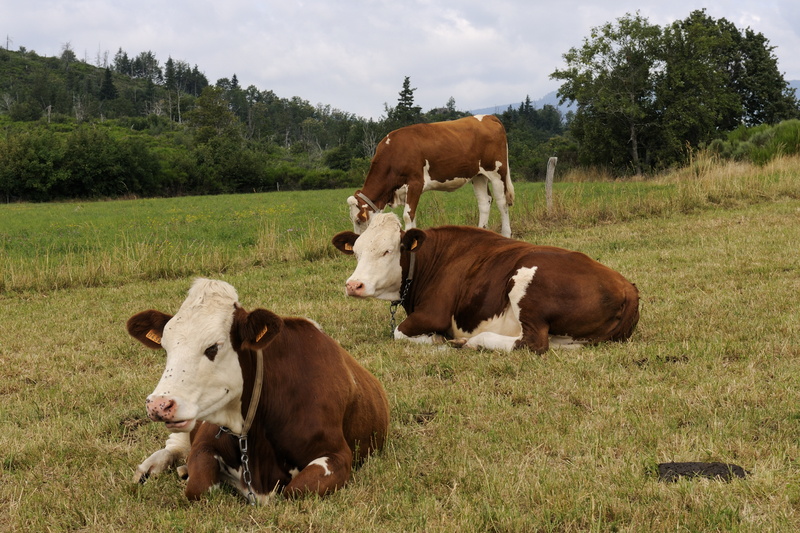 jeunes vaches sans cornes