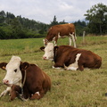 jeunes vaches sans cornes