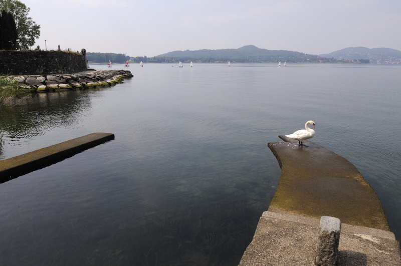 Un cygne à sa toilette