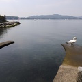 Un cygne à sa toilette