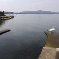 Un cygne à sa toilette