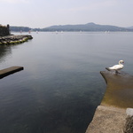 Un cygne à sa toilette