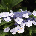 Hortensia italien