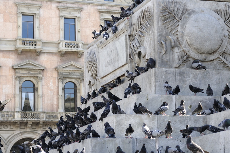 Les pigeons attendent sur le socle de la statue