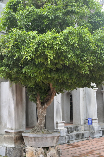 Petit pot, grand ficus