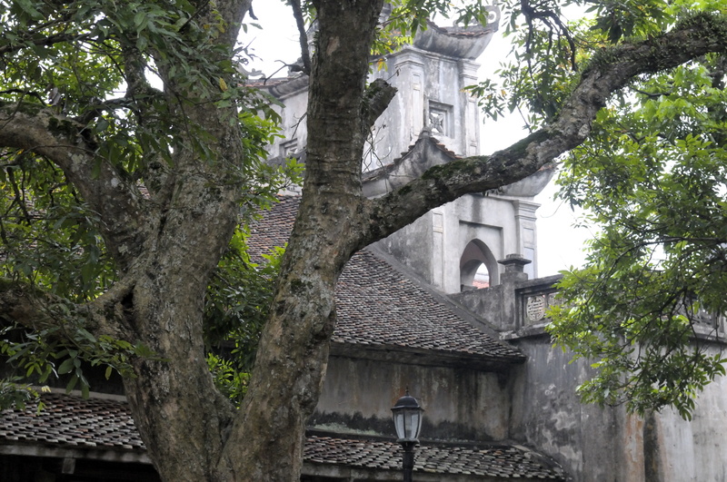 Le tronc noueux d'un arbre à proximité de la Cathédrale de Phat Diem