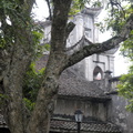 Le tronc noueux d'un arbre à proximité de la Cathédrale de Phat Diem