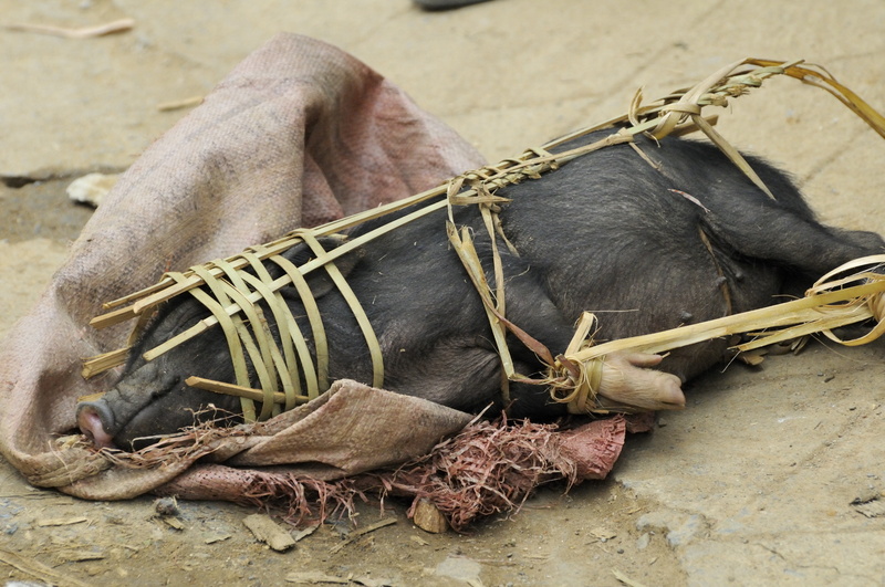 Le cochon est paré pour le transport