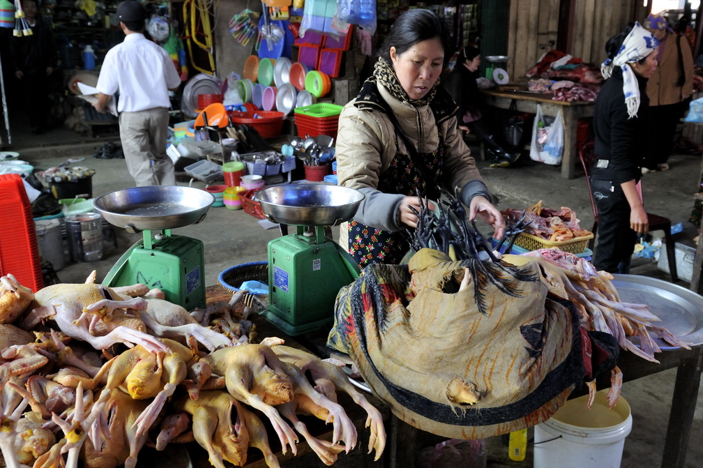 Poulets au marché de Sapa