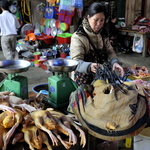 Poulets au marché de Sapa