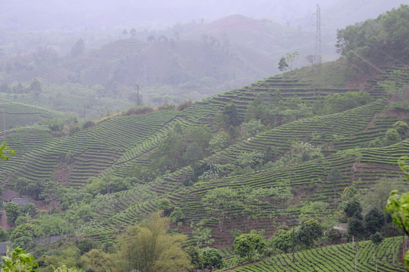 Les plantations de thé s'étalent sur le dos des collines