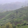 Les plantations de thé s'étalent sur le dos des collines
