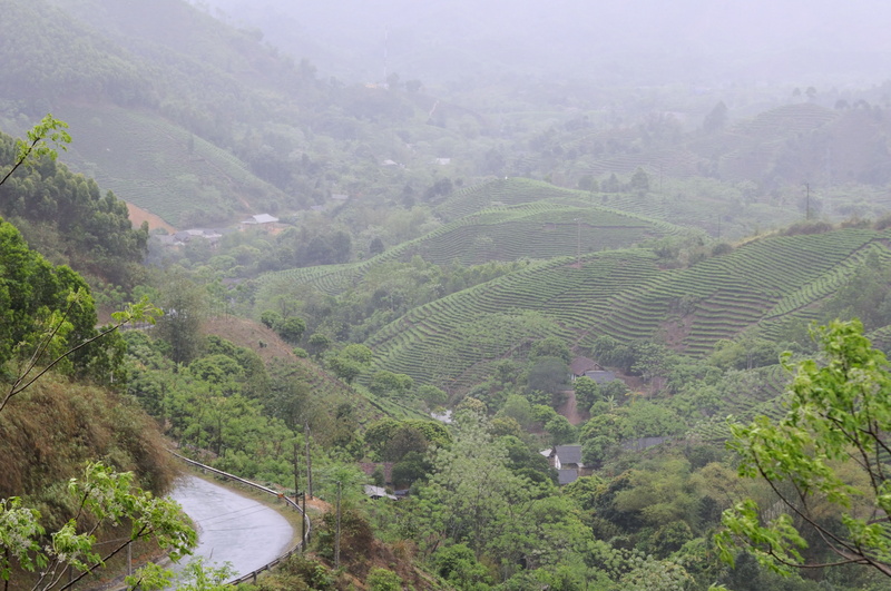 Les maisons se blotissent au milieu des plantations de thé