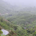 Les maisons se blotissent au milieu des plantations de thé
