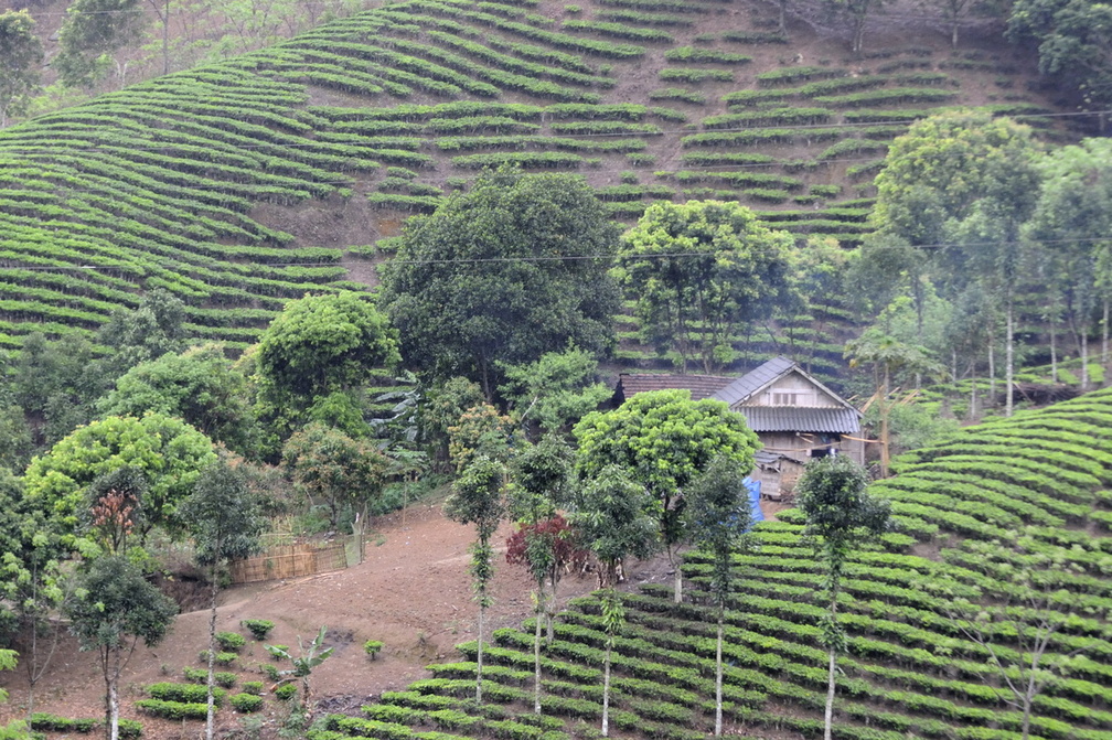 Maison au milieu des plantations de thé