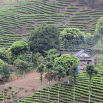 Maison au milieu des plantations de thé