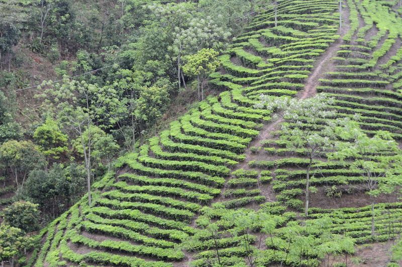 Le chemin monte droit à travers les plantations