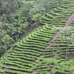 Le chemin monte droit à travers les plantations