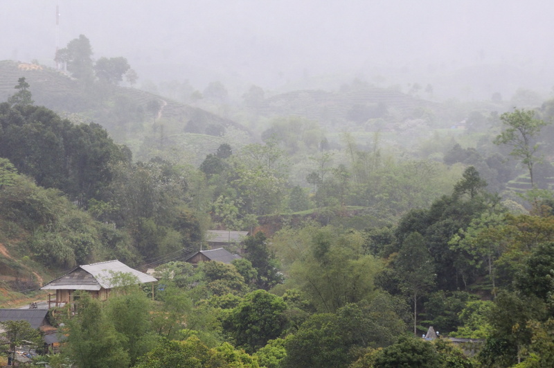 Pluie, collines, bambous