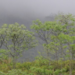 Arbres dans la brume