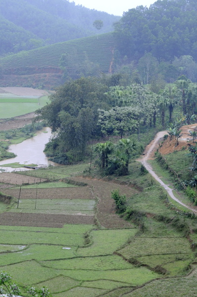 Chemin, rizières, théiers