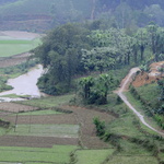 Chemin, rizières, théiers