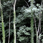 La forêt du Taillard est dense