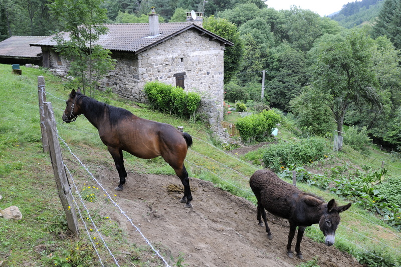 Cheval, âne et potager