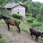 Cheval, âne et potager