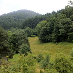 Prairie et forêt