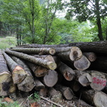 Chemin dans la Forêt du Taillard