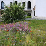 Jardin en fleurs