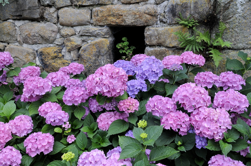 Hortensias rouges et bleus