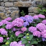 Hortensias rouges et bleus