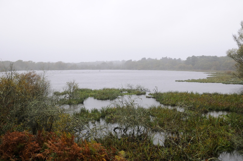 Les marais de Suscinio