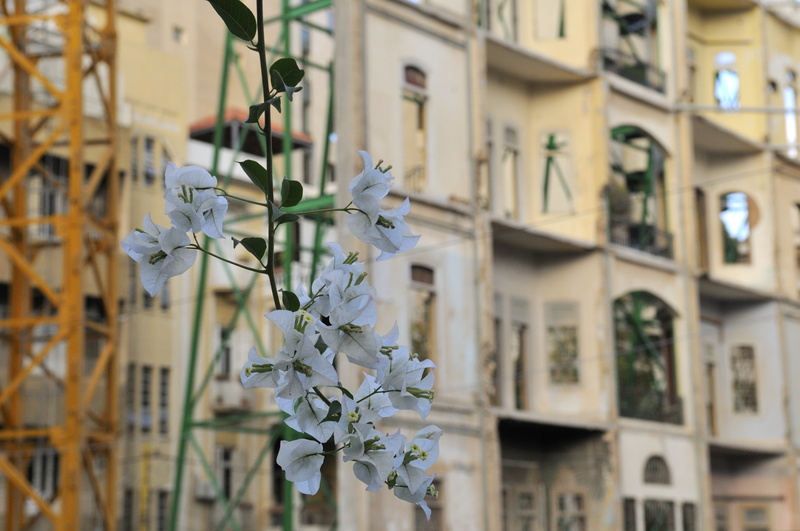 Bouguinvilliers sur facade