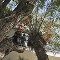 L'élaguage des palmiers