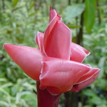 Martinique - 2001