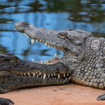 La Ferme aux Crocodiles - 2016 