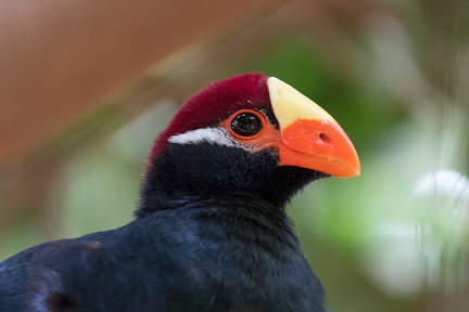 Touraco curieux