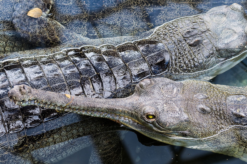 l'oeil jaune du crocodile