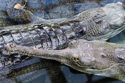 l'oeil jaune du crocodile