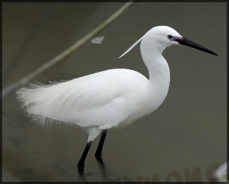 Aigrette dans le marais