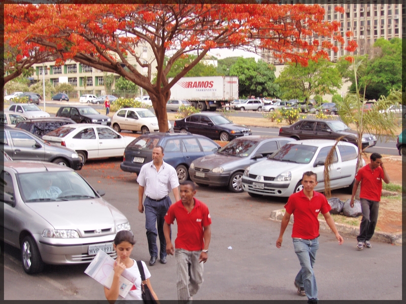 Flamboyants à Brazilia