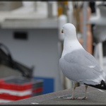 Que se passe-t-il sur ce bateau ?