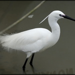 Aigrette dans le marais