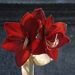 Amaryllis